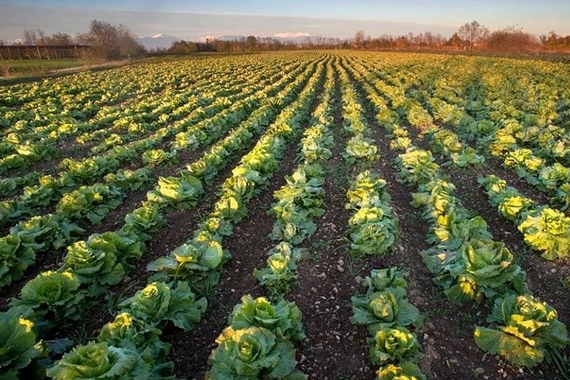 radicchio variegato di castelfranco igp zona produzione 570