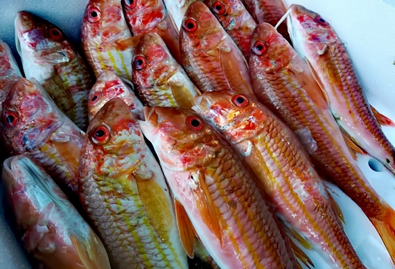 slow fish 2021 mediterraneo a rischio 4 570