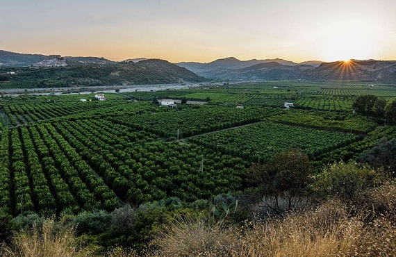 territoria dei limoni di rocca 570