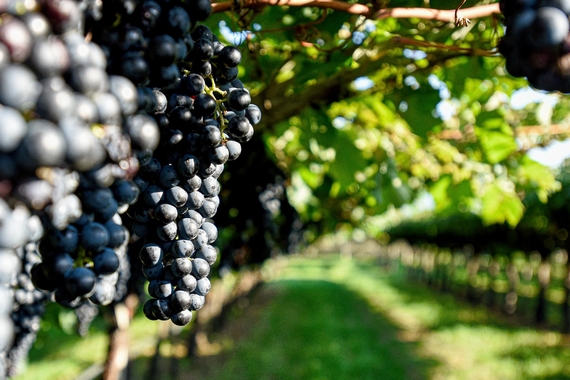 uva trentino vigna eccellente 570