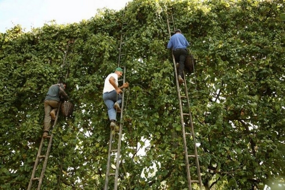 vigna authentico made in campania 570