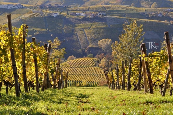vigna calosso 570
