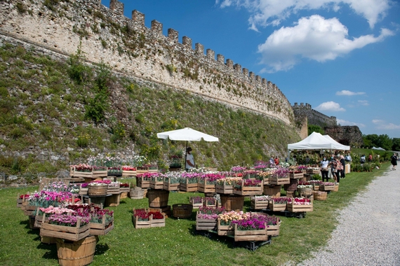 01 Fiori nella Rocca Lonato del Garda 570