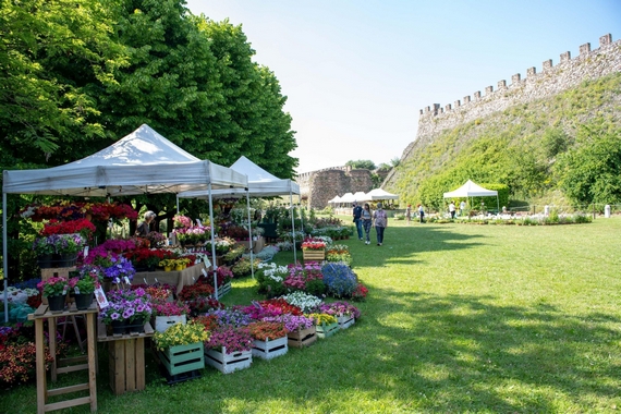 05 Fiori nella Rocca Lonato del Garda 570