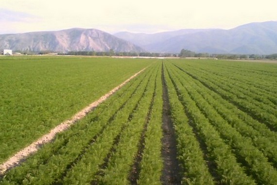 Campo di carote IGP Fucino 570