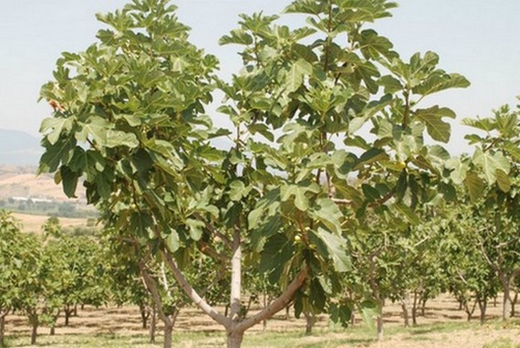 albero fuchu 570