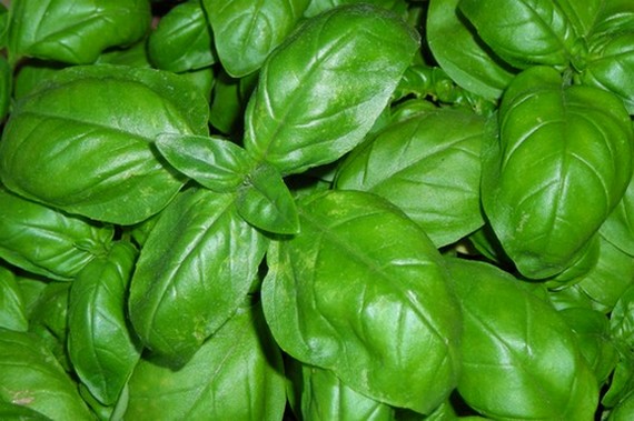 basilico genovese 570