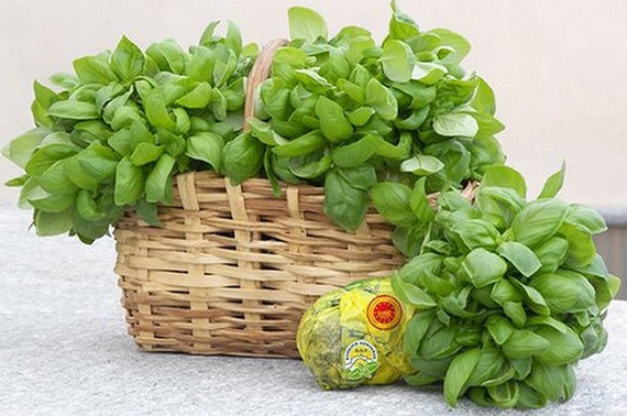 basilico genovese dop mazzo 570