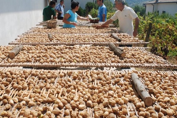 fichi lavorazione 570
