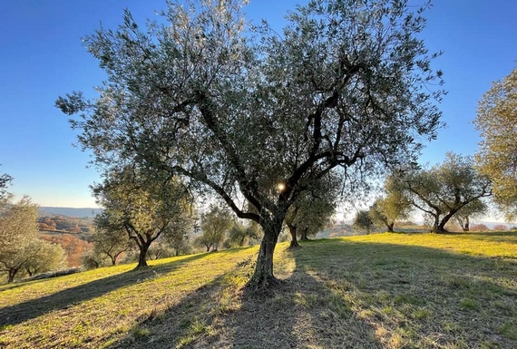 olea-mundi-lugnano-in-teverina itin 22 570