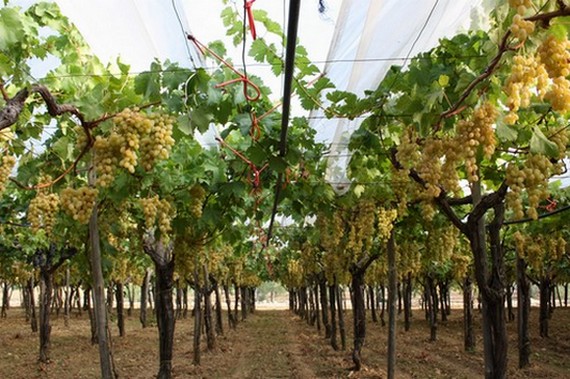 uva puglia580c 570