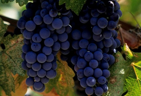 uva puglia 570