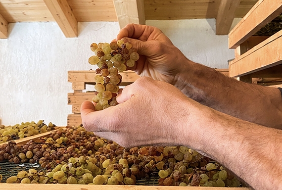 uva vino santo trentino itin 22 570