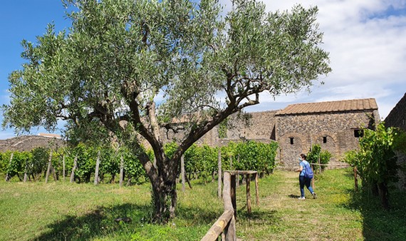 vigneto nave europa 6 570