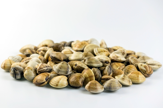 AdobeStock 82538062 vongola cupra marittima 23 01