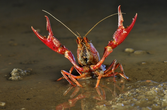 Gambero Louisiana 570