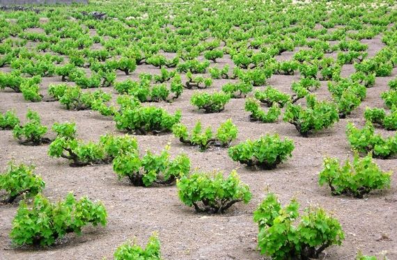pantelleria5pdv