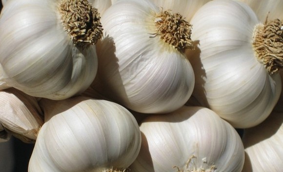 Aglio Voghiera580