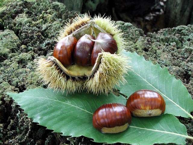 CASTAGNA AMIATA