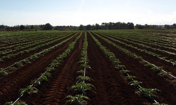 Carciofo romanesco580 bis