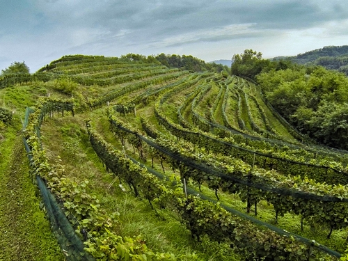 Fantinel vigna 500