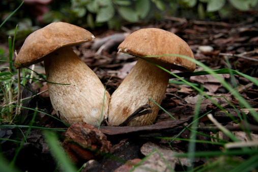 Funghi-porcini