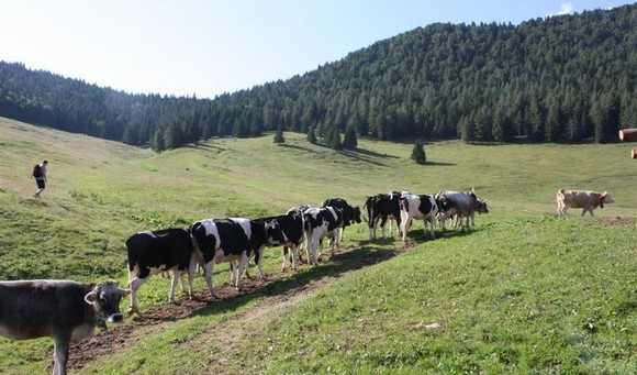 Mucche-a-Malga-Stabio580