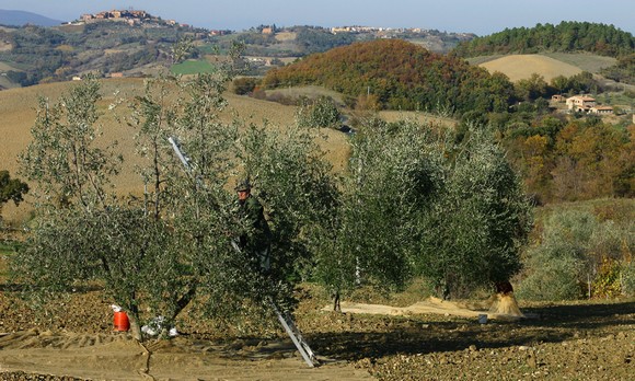 Olio-dop-Terre-di-Siena580
