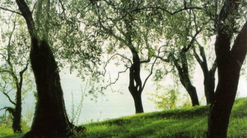Olio extravergine oliva