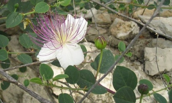 Pantelleria Costa580b