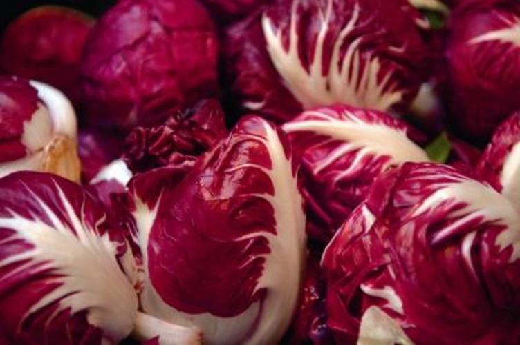 Radicchio-di-Verona