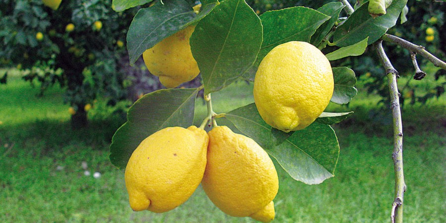 LIMONE DI ROCCA IMPERIALE IGP, IL SUCCOSO