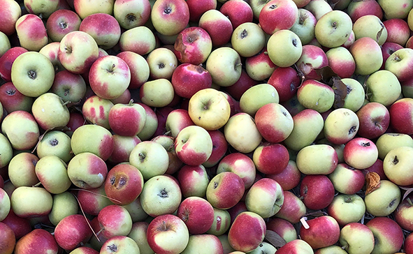Sibillini in ROsa Mela Rosa