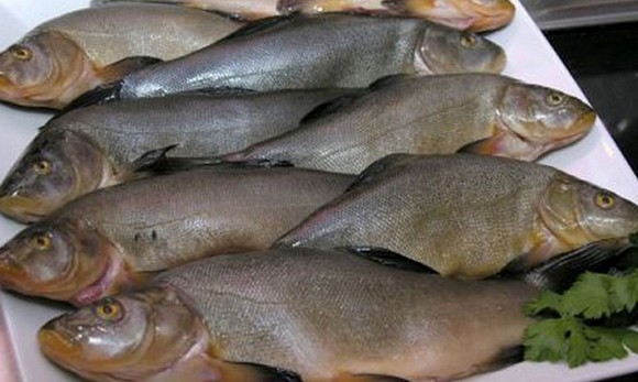 Tinca Gobba Dorata del Pianalto di Poirino DOP 580F
