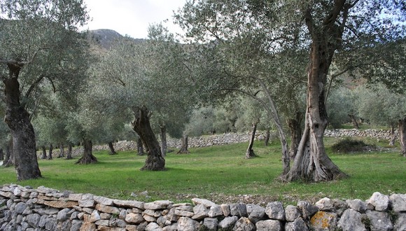 Venafro parco olivi580