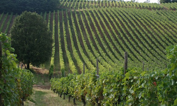 Vigneti-Colli-Piacentini580