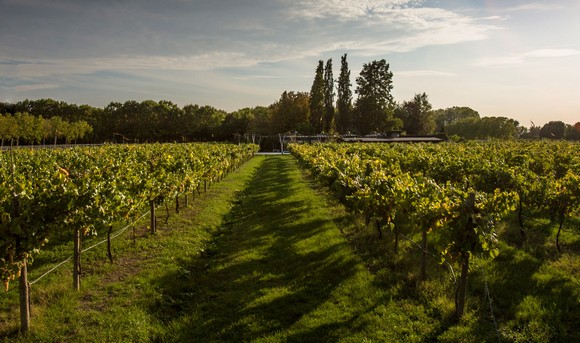 aceto balsamico modena vigne