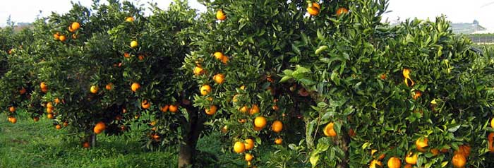 alberi 700