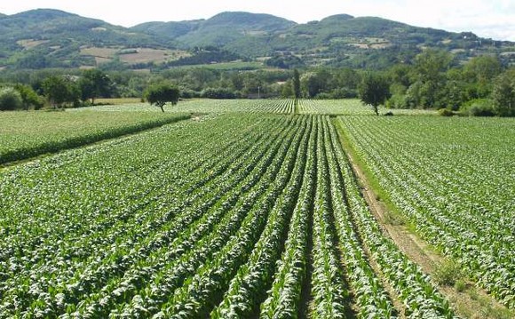 alta valle tevere tabacco confagricolura580