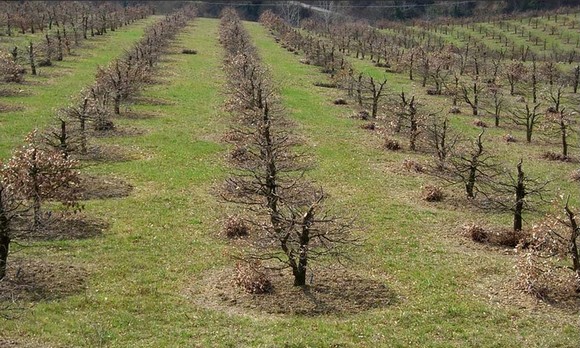 angellozzi tartufo nero pregiato580a
