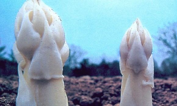 asparago cimadolmo580