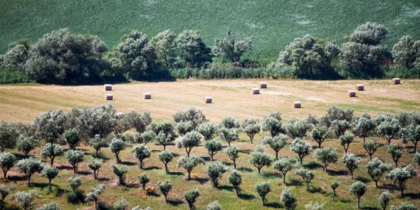 azienda maiorano590