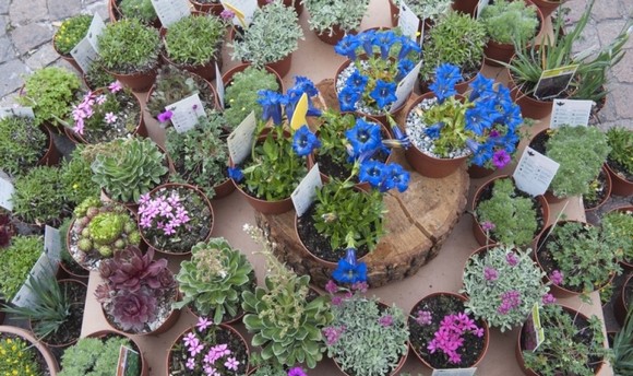 bolzano festa dei fiori580