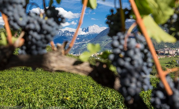 cantina bolzano580d