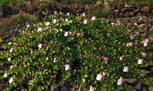 capperi pantelleria igp580a