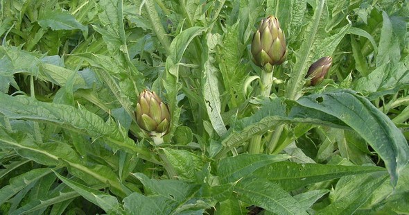 carciofo spinoso590