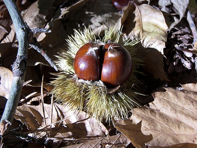 castagna cuneo1