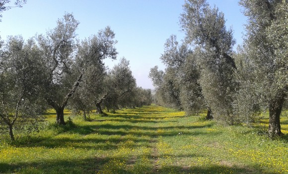 cerrosughero uliveti