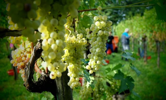 collio-feb580