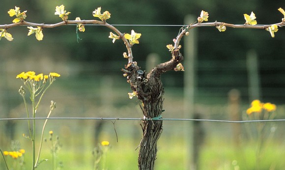 collio580 1